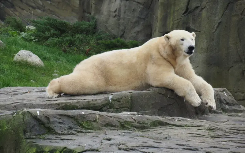 Isbjörn i Polarium på Zoo Rostock